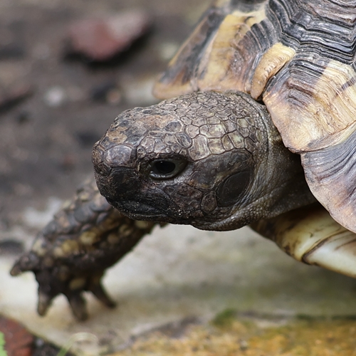 Griechische und Maurische Landschildkröten