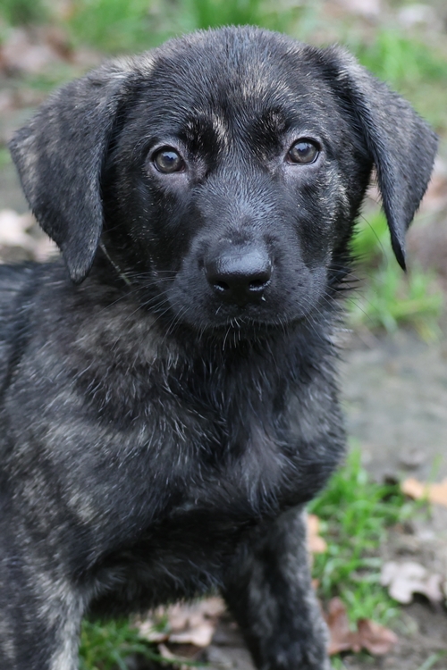 Cane Corso-Schäferhund-Mix-Welpen