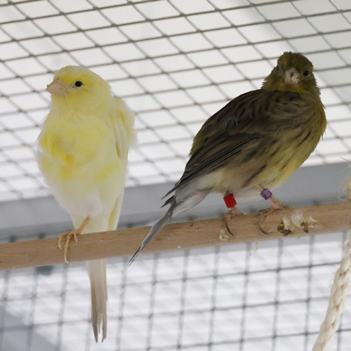 Kanarienvögel
