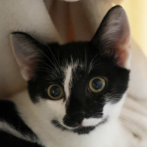 Kuro (Mäxchen)