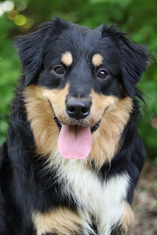Cujo