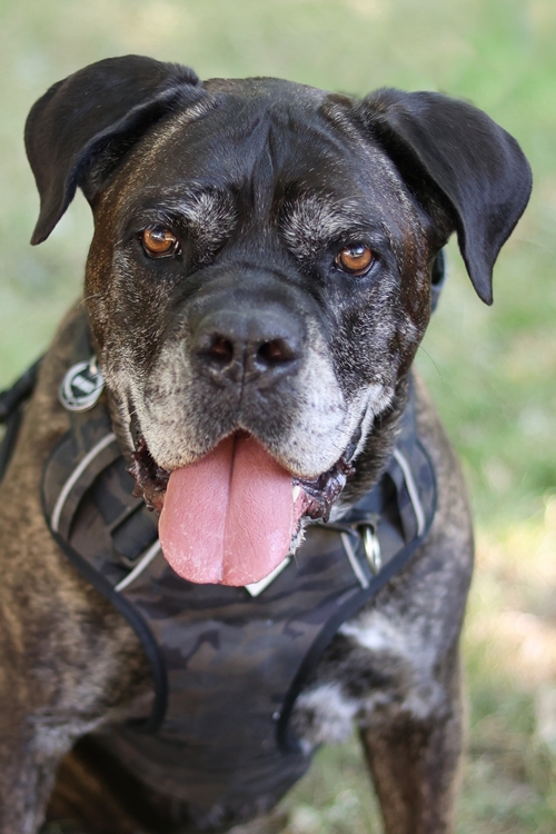 Bruce