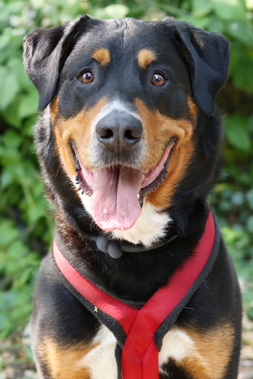 Koda