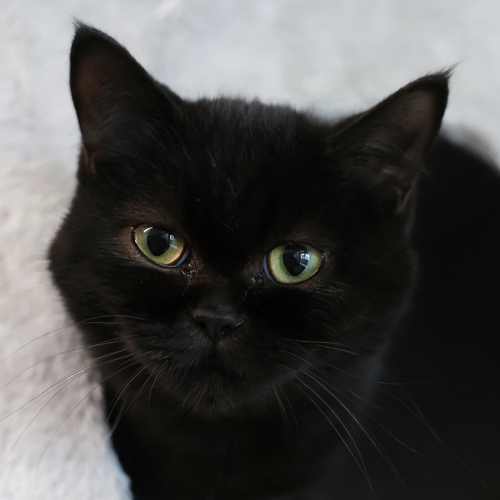Biscuit