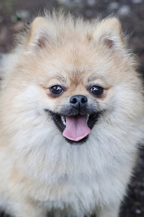 Coco