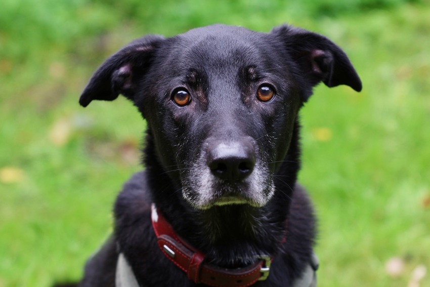 Blacky, Retriever-Mix – Tierheim Gelsenkirchen