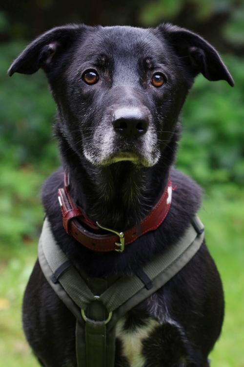 Blacky, Retriever-Mix – Tierheim Gelsenkirchen