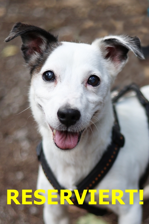 Justin, Jack-Russel-Terrier – Tierheim Gelsenkirchen
