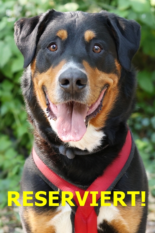Koda, Sennenhund-Mix – Tierheim Gelsenkirchen