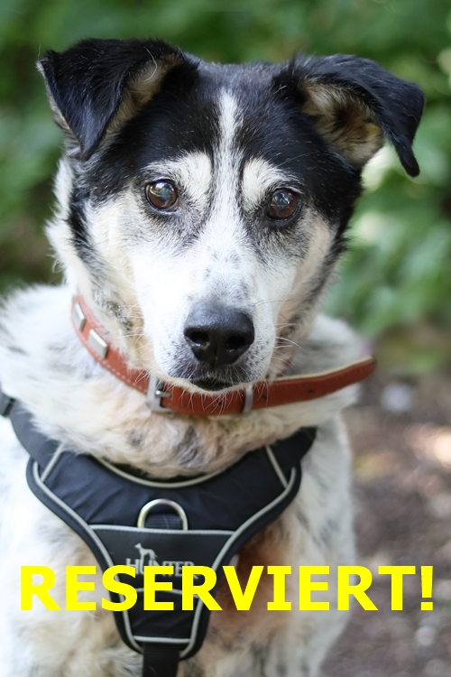 Luigi, Jagdhund-Mix – Tierheim Gelsenkirchen